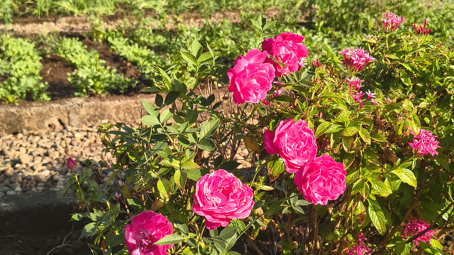 Bright pink flowers blooming in a garden bed with green plants and orange-roofed house in background under clear blue sky.