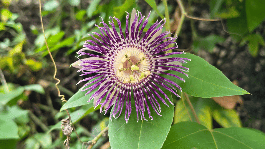 Intricate passionflower in bloom with purple and white filaments, five petals and sepals, set against green vine leaves.