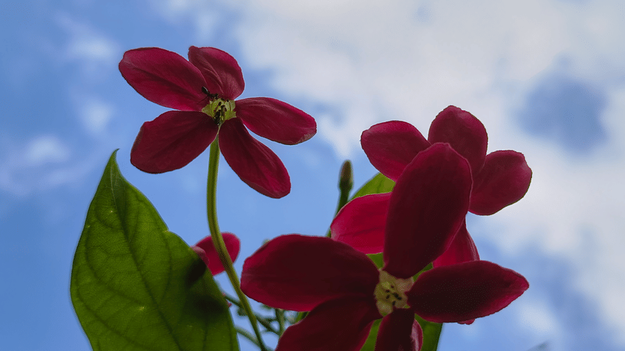 Bright red flowers blooming against green leaves and partly cloudy blue sky, captured from below for vivid contrast and natural beauty.