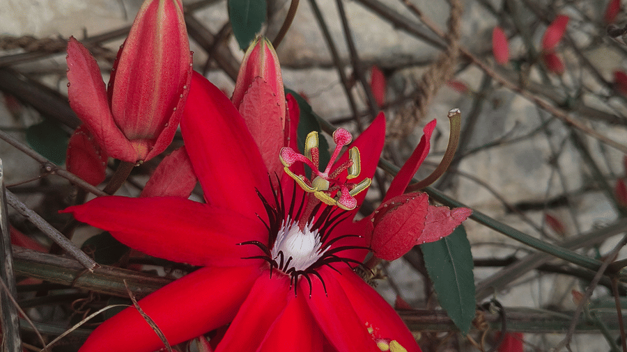 Vibrant red passionflower with pointed petals and central white-purple details, framed by vine tendrils and stone wall.