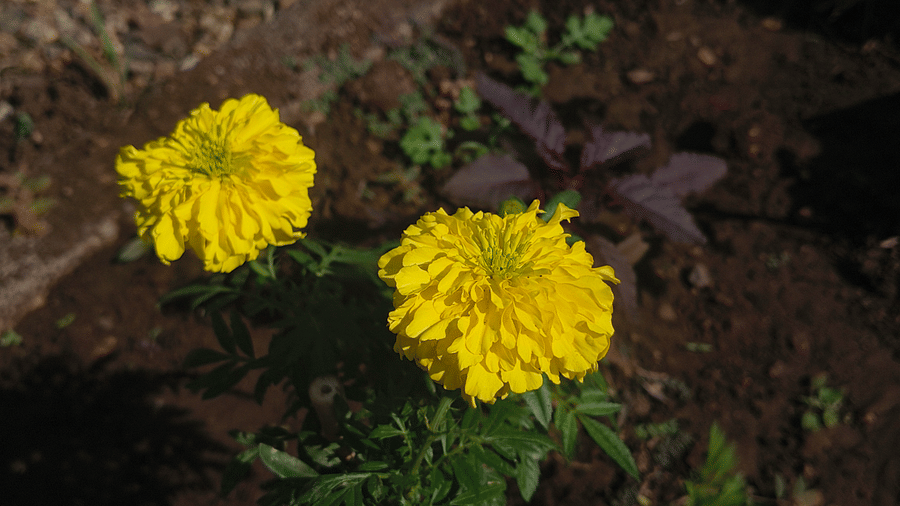 Two bright yellow marigolds blooming in a small garden bed, contrasting against dark soil and green plants with gravel path nearby.