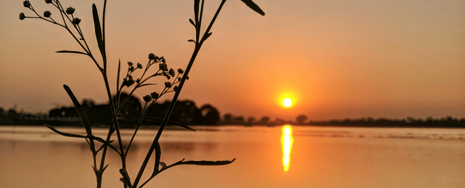An overview of a sunset on a lake in Indore with a small shrub in the foreground.