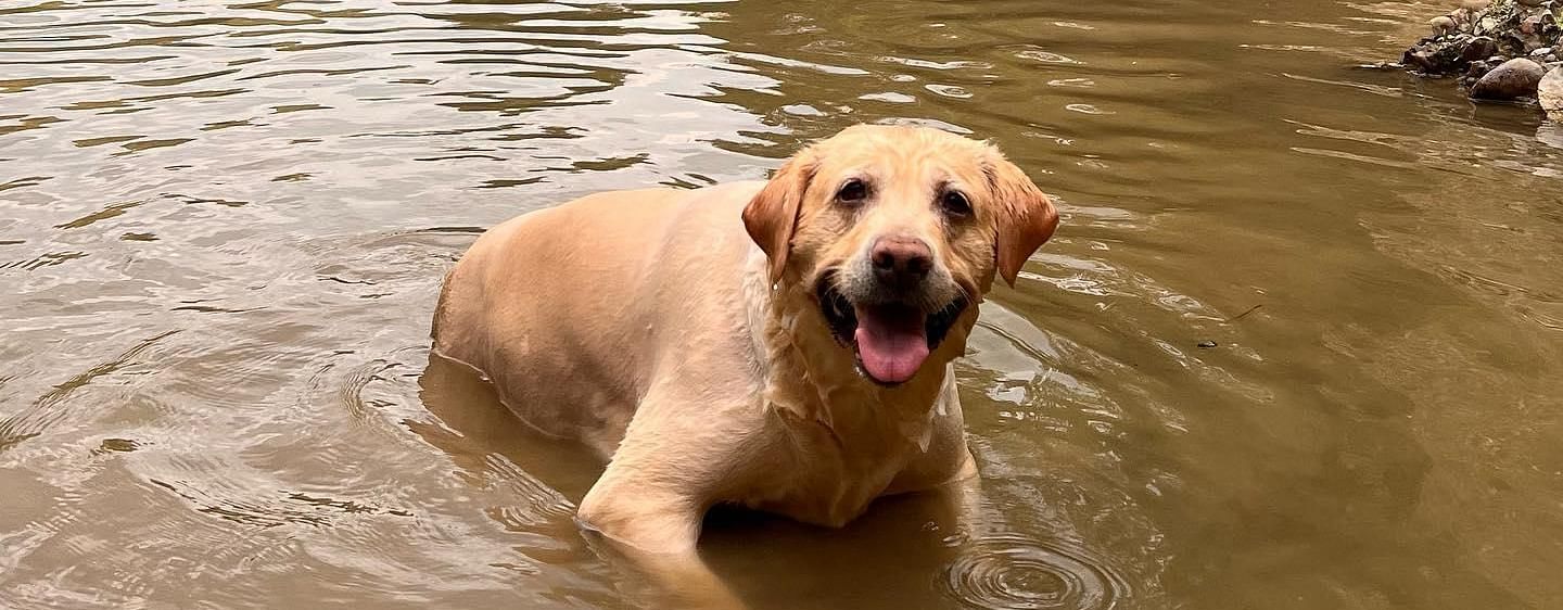 A dog playing in the stream at the Sylvan Retreat, Dehradun.