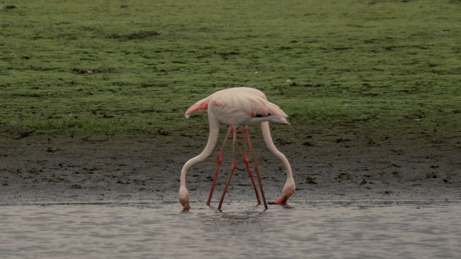 A single flamingo with its head submerged underwater, likely feeding.