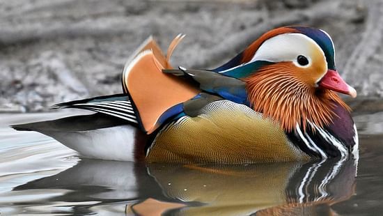 MANDARIN DUCK