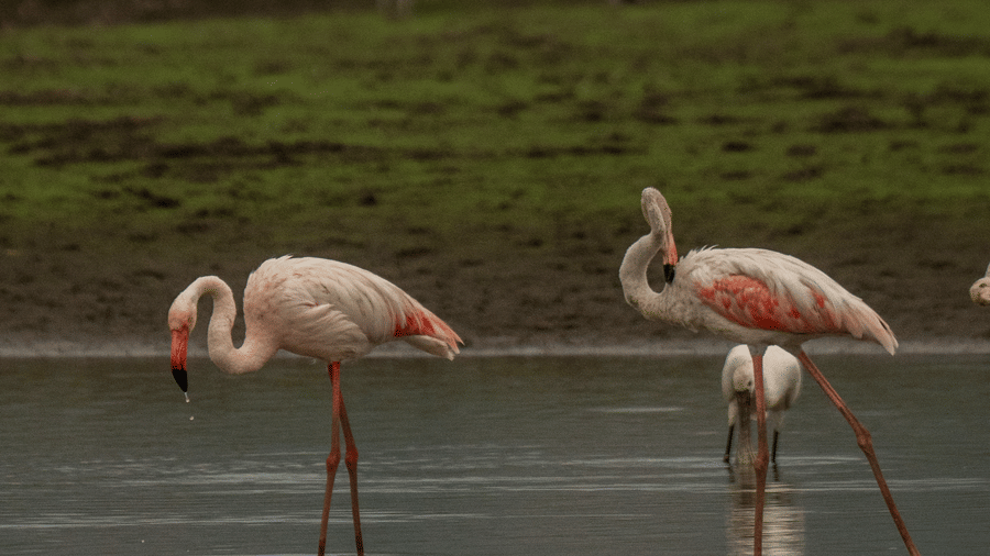 Two flamingos in a vast, muted wetland.