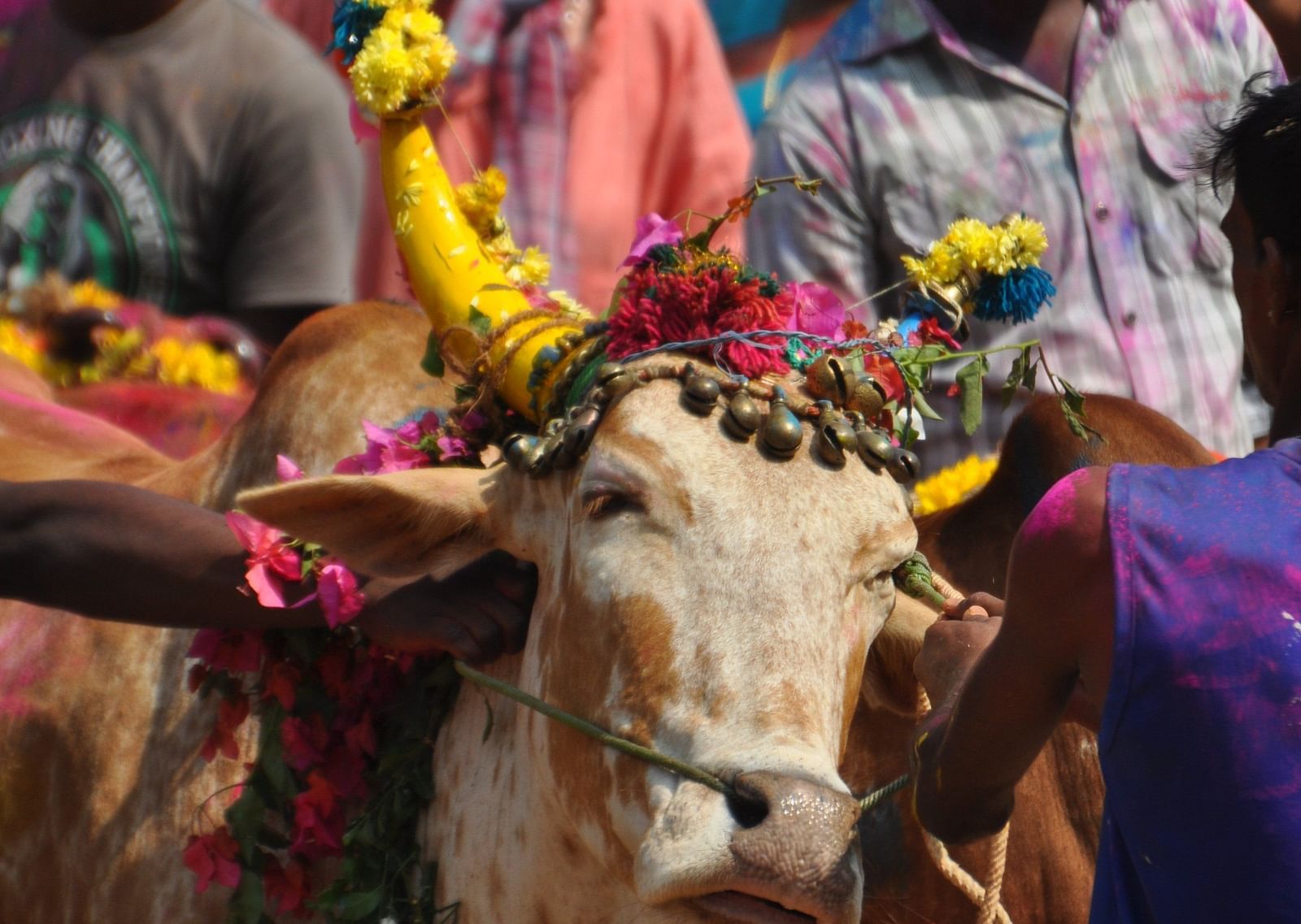 A cow in the foreground with a crowd of people behind it during pongal.
