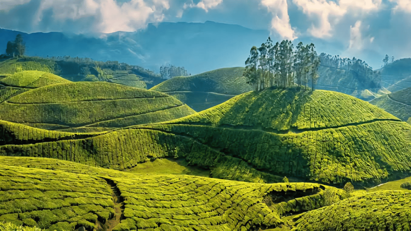 Rolling hills of bright green tea plantations under a bright sky with dramatic clouds, with a cluster of trees on a central hilltop.