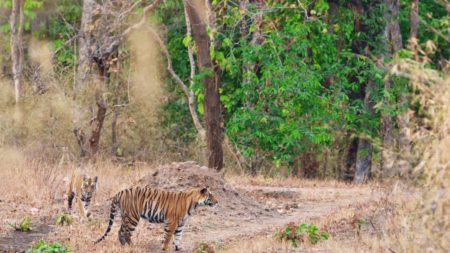 The Summer Safari Forecast 2026: Why Heat = High Tiger Sightings  