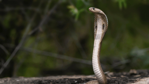 A close up of a cobra in Bandipur National Park on a stone structure with blurred background.