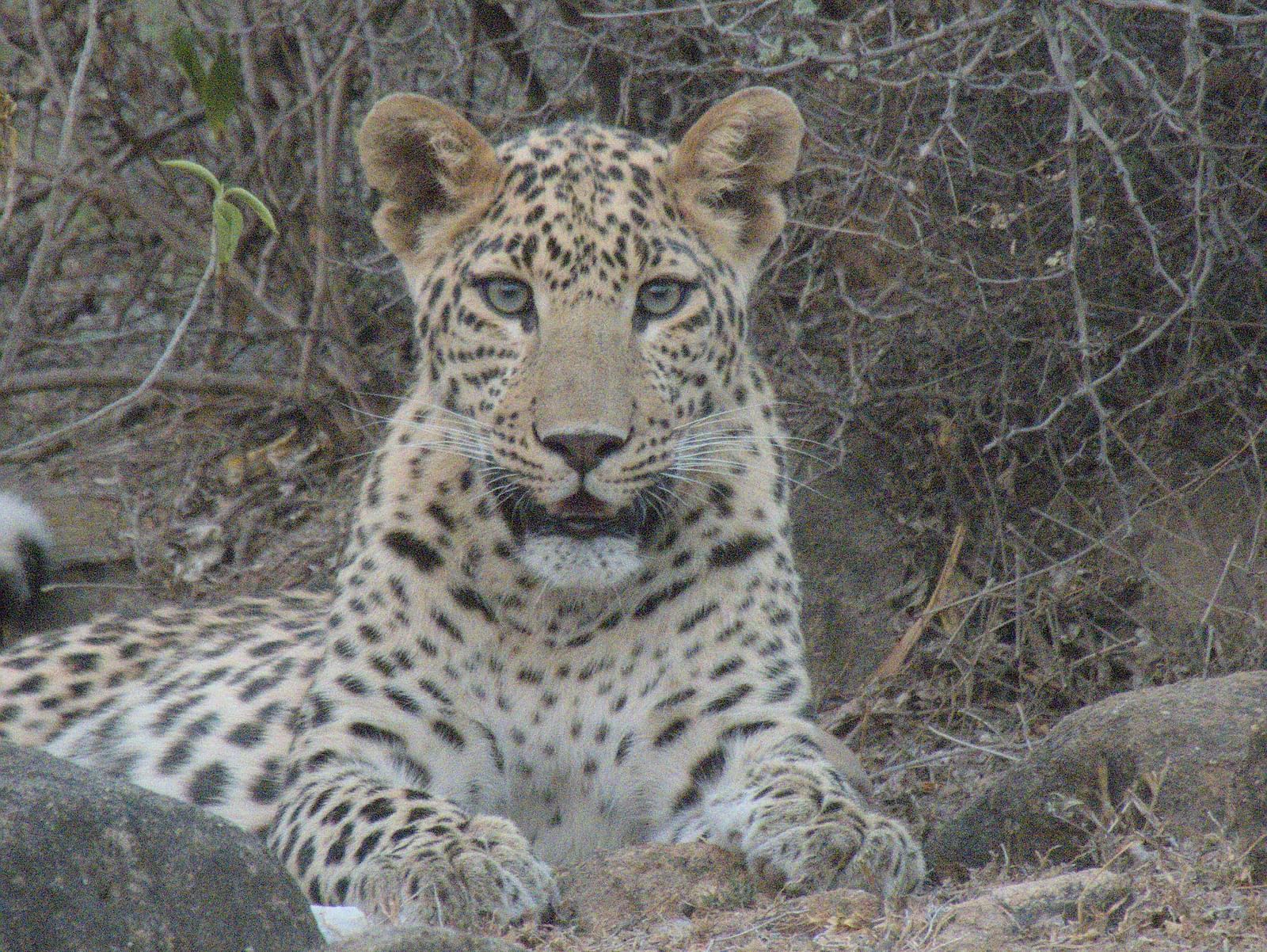 A majestic leopard lounges among the rocks, its piercing blue eyes locked in an intense gaze. The intricate patterns of its coat contrast beautifully with the rugged wilderness surrounding it