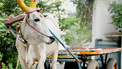 A bull with yellow painted horns pulling a cart with vegetation on the building in the background