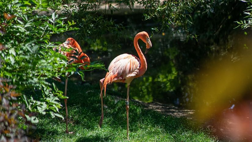 Pink Flamingos standing on a lawn area with greenery around them.