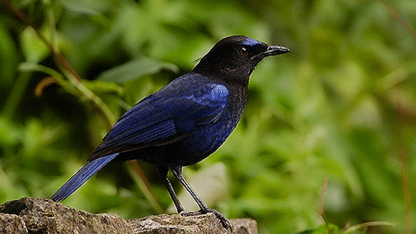 Shiny black bird perched on a stone with green leaves in the background.