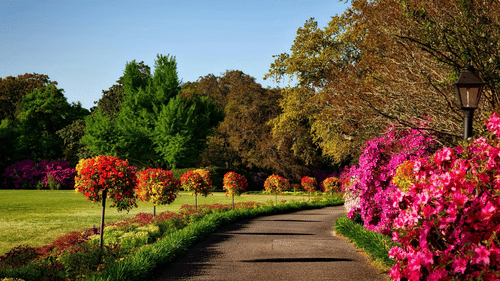 A winding path lined with vibrant azaleas and manicured trees leads through a lush garden under a bright blue sky.