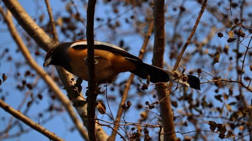 A close up of a bird perched on a branch with blue sky in the background inside Ranthambore National Park