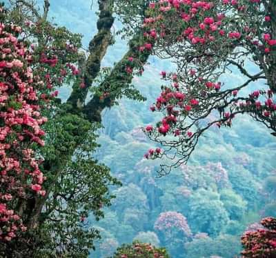 Vibrant pink rhododendron flowers blooming amidst dense greenery in a tranquil forest.