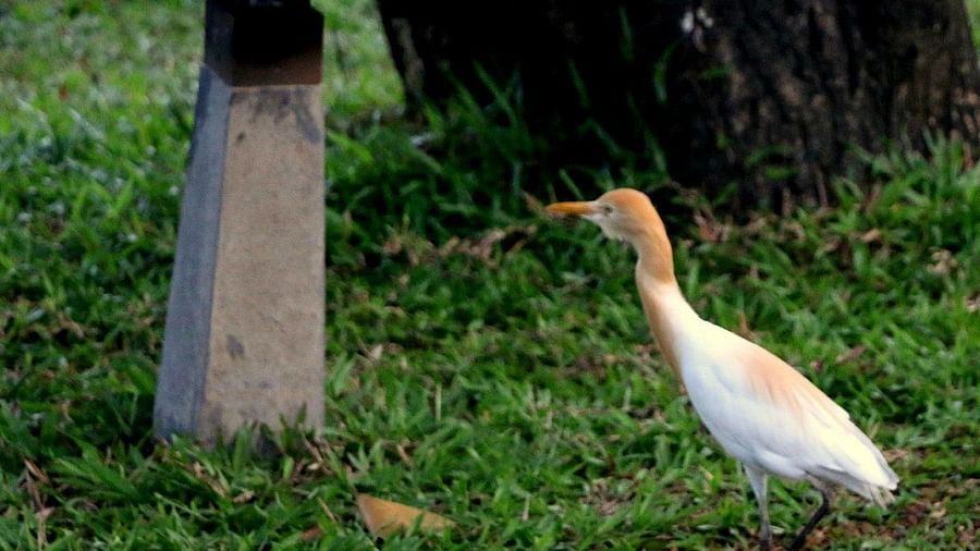 Cattle egret with golden-brown head - Rhythm Kumarakom