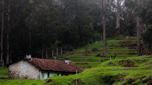 A lush green forest in the hill and amidst it there is a hut style house.