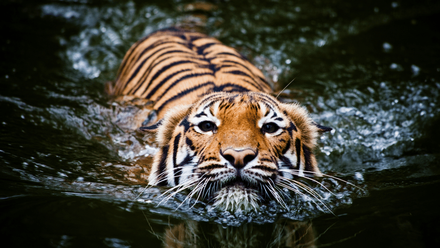 Tiger swimming through dark water, head above the surface with ripples and focused gaze.