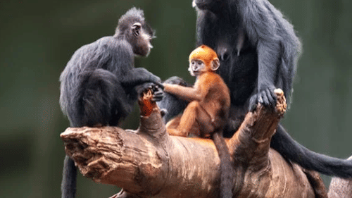 A group of monkeys of various sizes sitting on a log.