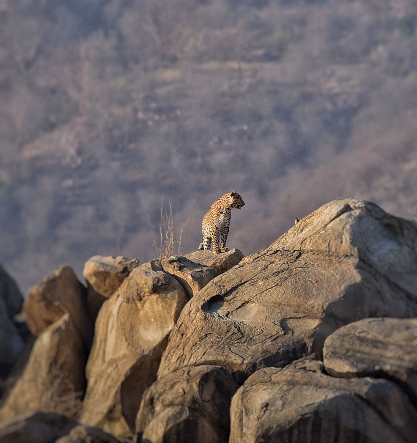 An image of a tiger sitting on a rocks with beautiful mountains in the background