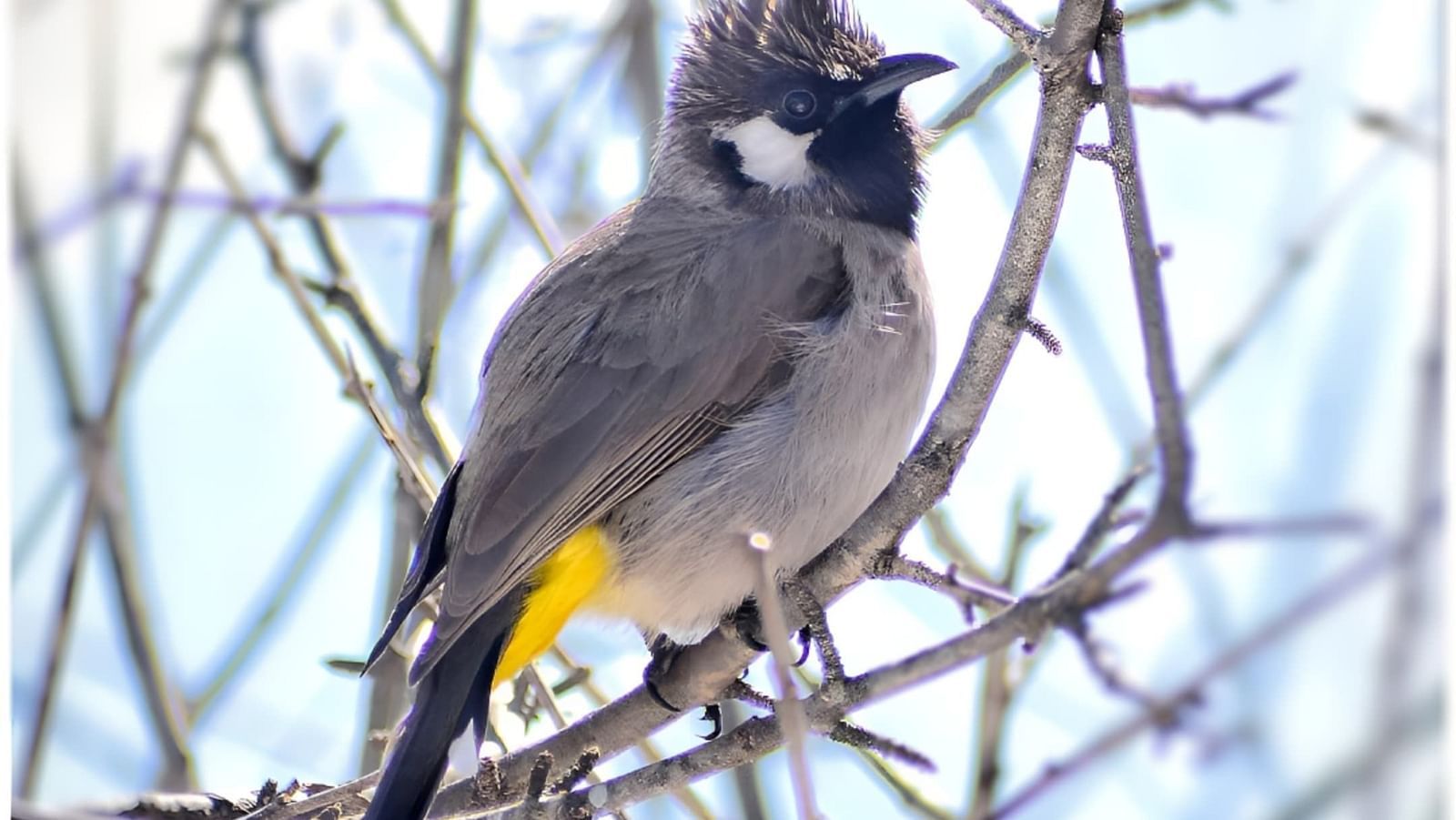 Image of a bird perched on a barren branch- Bird watching | Faraway Cottages, Auli