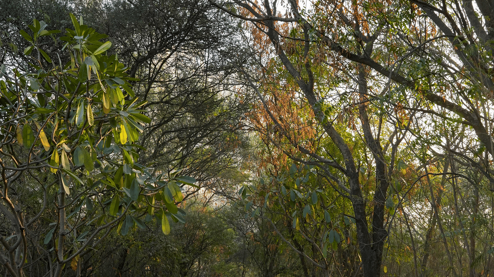 kailash-forest