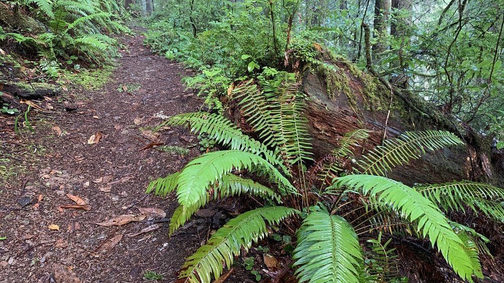 A scenic forest trail surrounded by ferns and towering trees.