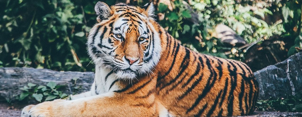 An image of a tiger sitting at a stair in the forest