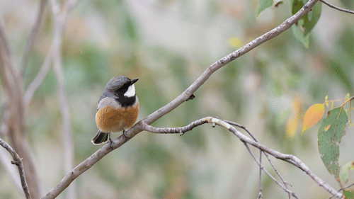A bird sitting on the branch of a tree
