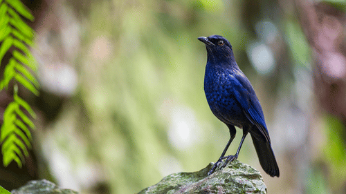 A bird sitting on a rock with greenery all around