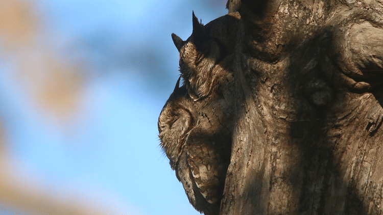 This Month in Wildlife Sightings Feb2022, Aramness 6