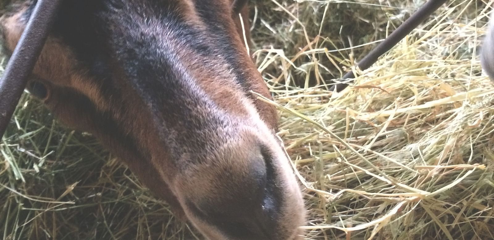 A close-up of a horse eating hay behind a metal fence in a barn setting.