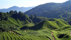 Central hotels Blog1  What does Darjeeling thrive onCentral Hotels Darjeeling