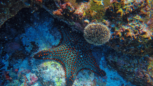 A starfish underwater