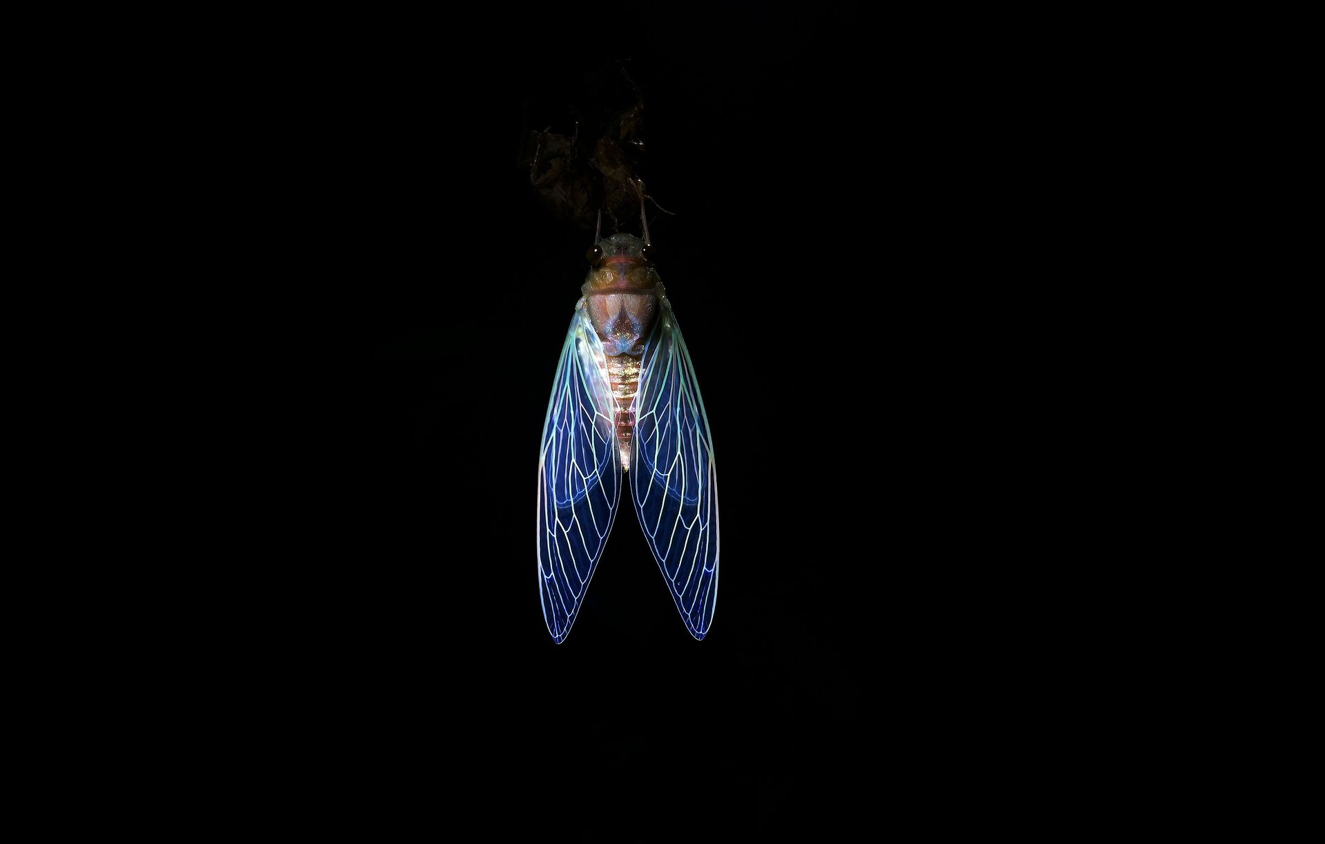 cicada-night-santosh-saligram