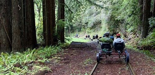 People ride rail bikes on tracks through a redwood forest. 