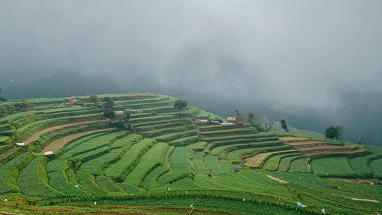 Sloping terraced farmland partially covered by low-lying clouds along a hillside in Kodaikanal, Tamil Nadu.