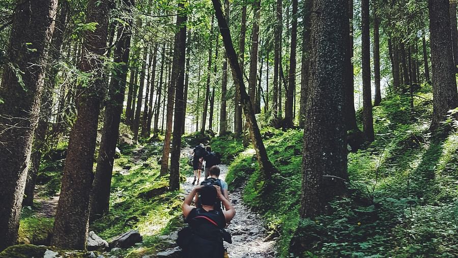 image of a group of tourists walking on a serene rocky trail surrounded with lush green trees in a forest
