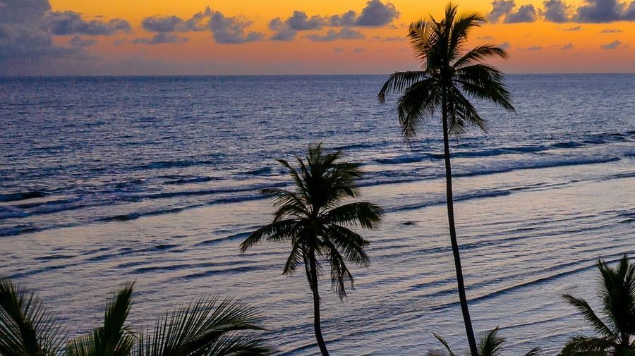 An image of Beach with two plant trees and other plants around.