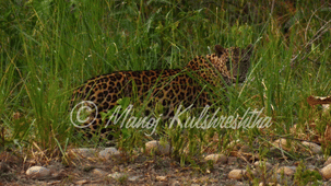 A spotted leopard camouflaged and crouching low in tall green vegetation along a dirt path.