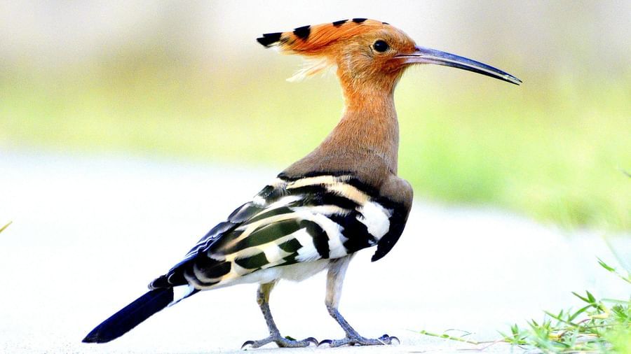 A close -up image of Eurasian Hoopoe standing with a bright background captured in the day time