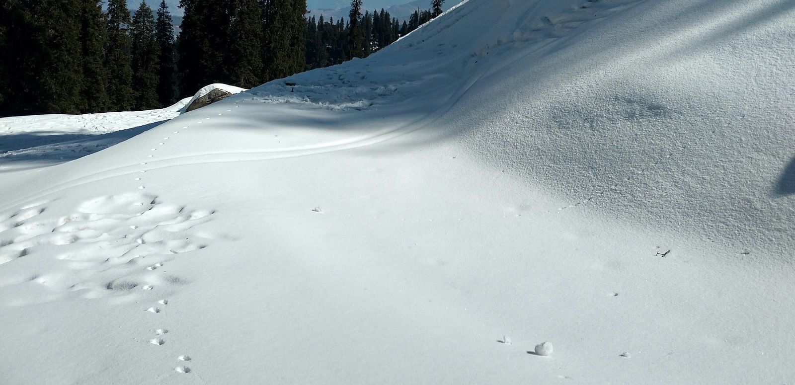 Fresh ski tracks in snow leading through a pine forest.