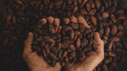 an aerial view of a person picking coffee beans in their palms.
