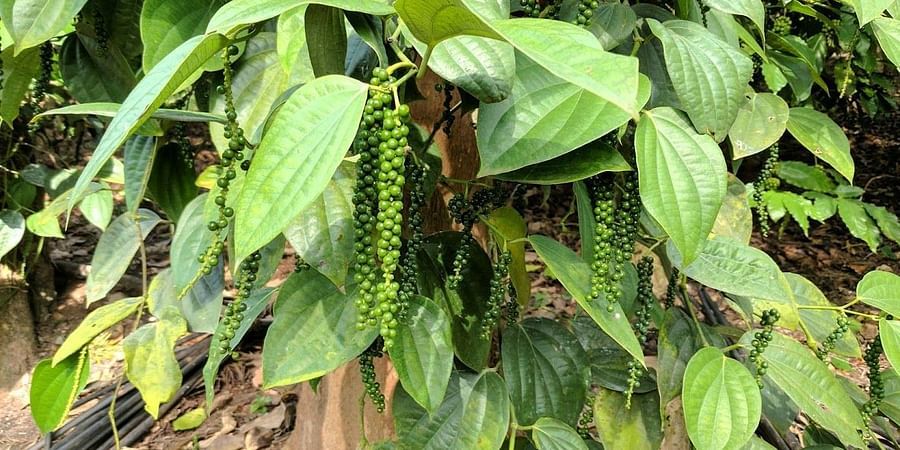 alt-text Tranquil Resort, Wayanad Wayanad pepper