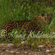 A leopard crouched and camouflaged amidst tall green grass and vegetation.