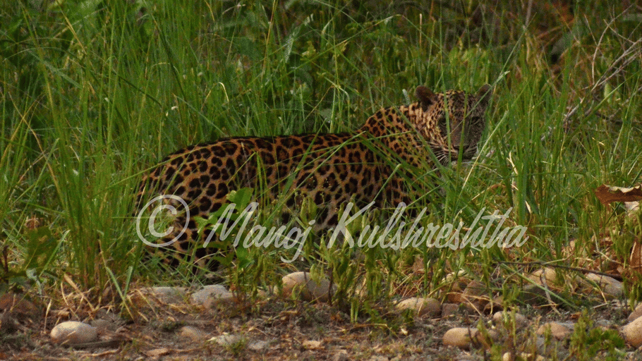 A leopard crouched and camouflaged amidst tall green grass and vegetation.