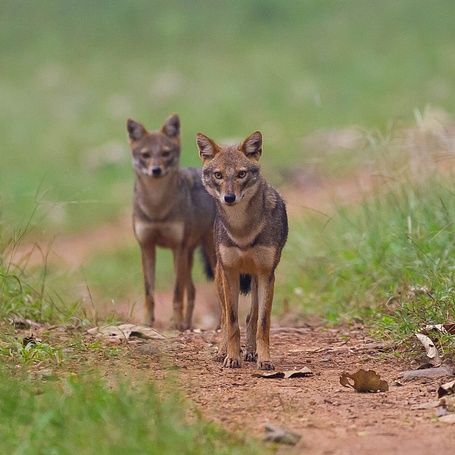 Jackals Nagarahole-6199a