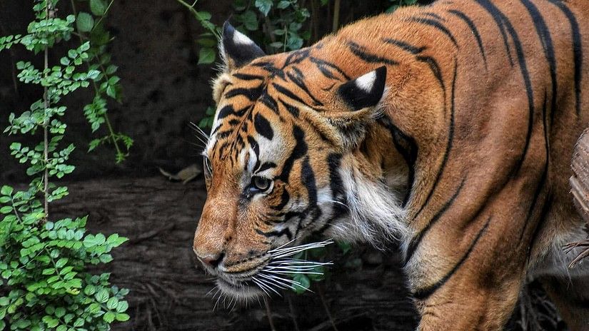 A close-up of a Bengal tiger in its natural habitat, showcasing its vibrant orange coat with bold black stripes and a focused gaze, surrounded by verdant foliage.